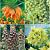 S24 Fritillaria B (4x10)