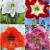 S32 Amaryllis (Hippeastrum) A (4x8)