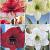 S32 Amaryllis (Hippeastrum) B (4x8)