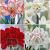 S32 Amaryllis Double (Hippeastrum) A (4x8)