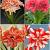 S32 Amaryllis (Hippeastrum) Double B (4x8)