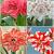 S32 Amaryllis (Hippeastrum) Double B (4x8)