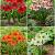 S32 Amarino's (Hardy -7C Hippeastrum (4x10)