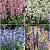 S15 Hyacinthoides Hispanica (4x150)