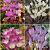 S24 Colchicum (3x30/1x20)