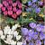 S15 Crocus Autumn Flowering (2x50/2x100)