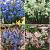 S15 Scilla (2x100/2x150)