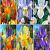 S15 Dutch Iris (6x80)