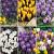 S15 Crocus Large Flowering (6x150)