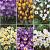 S15 Crocus Botanical A (6x200)