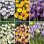S15 Crocus Botanical B (6x200)