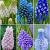S15 Muscari A (6x100)