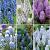 S15 Muscari B (6x100)