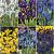S15 Iris Reticulata (6x150)