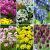 S15 Allium Smallflowering (6x200)