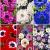 S15 Anemone Double (6x200)