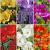 S15 Freesia Double (6x200)