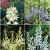 S24 Camassia (4x50)
