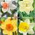 S24 Narcissus Single F (4x50)