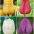 S24 Tulipa Jumbo B ( 4x75)