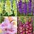S15 Gladiolus Border (4x75)