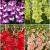 S15 Gladiolus Frizzle Flowering B (4X75)