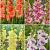 S15 Gladiolus Frizzle Flowering C (4x75)