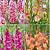 S15 Gladiolus Frizzle Flowering D (4x60)