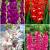 S15 Gladiolus Large  Flowering B (4x60)