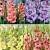 S24 Gladiolus Large Flowering P (4x75)
