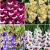 S24 Gladiolus Large Flowering Q (4x75)