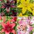S24 Lilium Asiatic Best Value (4x30) x 60