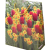 Narcissus, Tulipa mixed