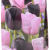 Tulipa mixed