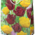 Tulipa mixed