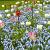 Fritillaria, Muscari, Tulipa mixed