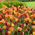 Tulipa mixed