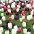 Tulipa mixed