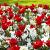 Chionodoxa, Crocus, Hyacinthus, Tulipa mixed