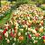 Fritillaria, Narcissus, Tulipa mixed