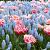 Muscari, Tulipa mixed