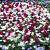 Anemone, Hyacinthus mixed