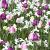 Narcissus, Tulipa mixed