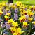 Hyacinthus, Scilla, Tulipa mixed