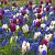 Hyacinthus, Muscari, Tulipa mixed