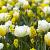 Narcissus, Tulipa mixed