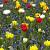 Muscari, Tulipa mixed