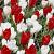 Crocus, Tulipa mixed