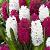 Hyacinthus mixed