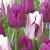 Tulipa mixed